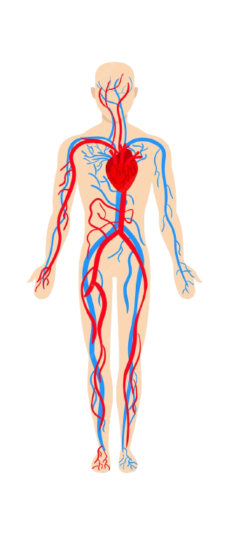 Značaj Ariginina u ljudskom tijelu