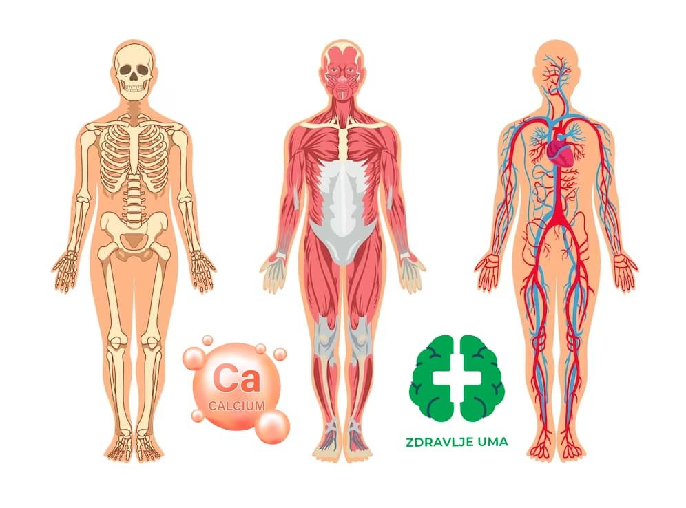 Kalcijum čini okosnicu skeletnog sistema