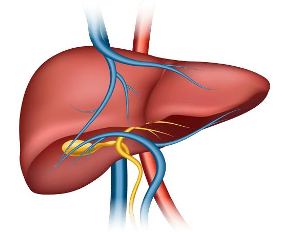 Razumijevanje funkcije jetre