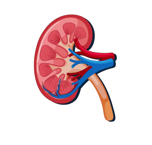 Razumijevanje i svijest o poremećajima nadbubrežne žlijezde